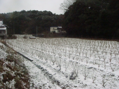 冬の大呂２１・１２・２１日8_400.jpg