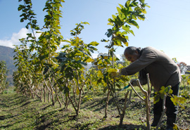 福知山市大呂村の皆様と養蚕モデルの土地を確保して、その育成に努めています