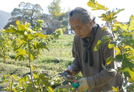 福知山市大呂村の皆様と養蚕モデルの土地を確保して、その育成に努めています